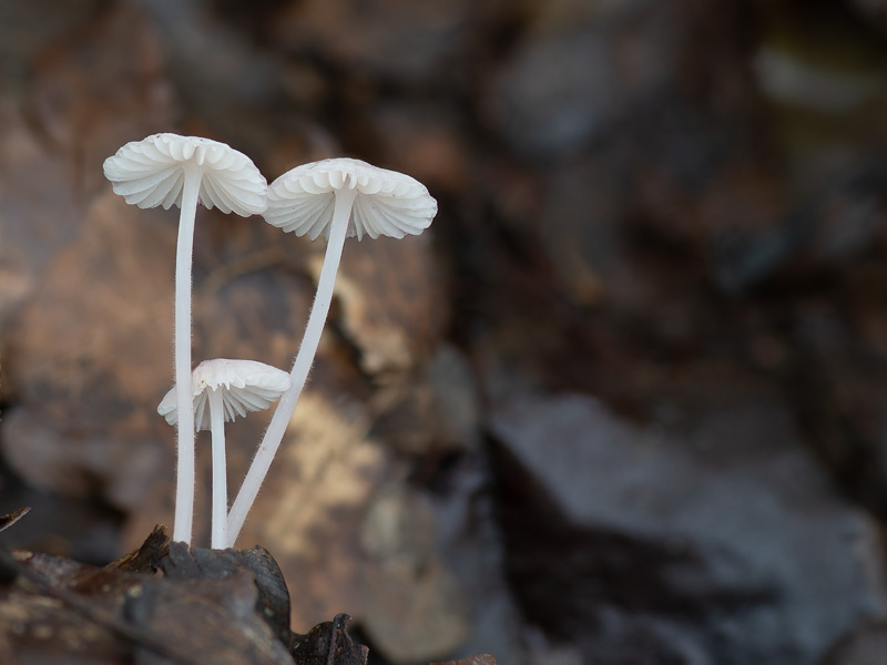 Mycena albidolilacea